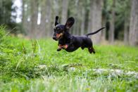 <p>The standard size Dachshund weighs 16 to 32 pounds and 8 to 9 inches tall, but the miniature is only 11 pounds and 5 to 6 inches. Long and low to the ground, this breed has an alert expression and vivacious personality that make it <a href="https://www.akc.org/dog-breeds/dachshund/" rel="nofollow noopener" target="_blank" data-ylk="slk:a wonderful companion;elm:context_link;itc:0;sec:content-canvas" class="link ">a wonderful companion</a>. </p>