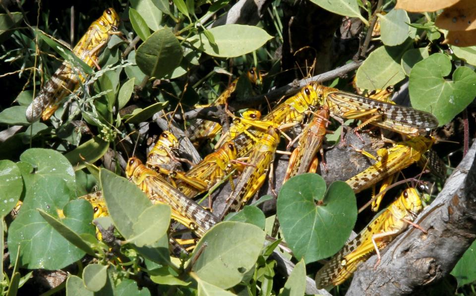 Yellow locusts.JPG