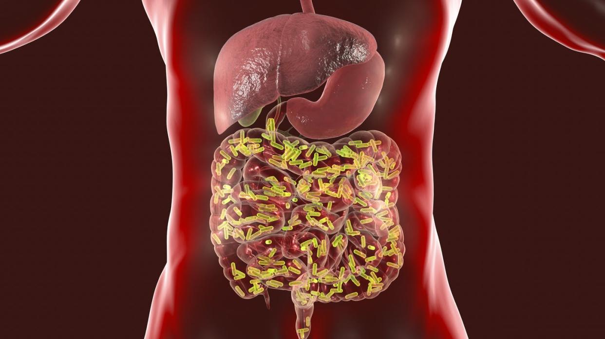 <span class="caption">The microbes living in the gut are key to good health.</span> <span class="attribution"><a class="link " href="https://www.gettyimages.com/detail/photo/intestinal-microbiome-medical-concept-royalty-free-image/1196631894?adppopup=true" rel="nofollow noopener" target="_blank" data-ylk="slk:Dr_Microbe/iStock/Getty Images Plus;elm:context_link;itc:0;sec:content-canvas">Dr_Microbe/iStock/Getty Images Plus</a></span>