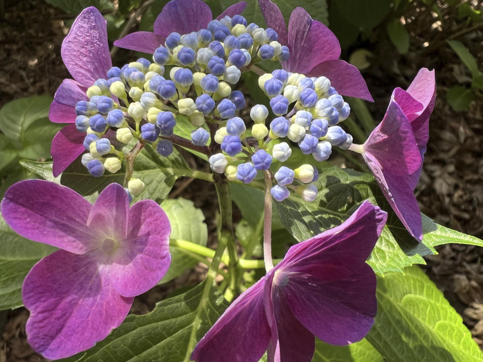 This image provided by Jessica Damiano shows a hydrangea blossom on Long Island, New York on June 27, 2024. (Jessica Damiano via AP)