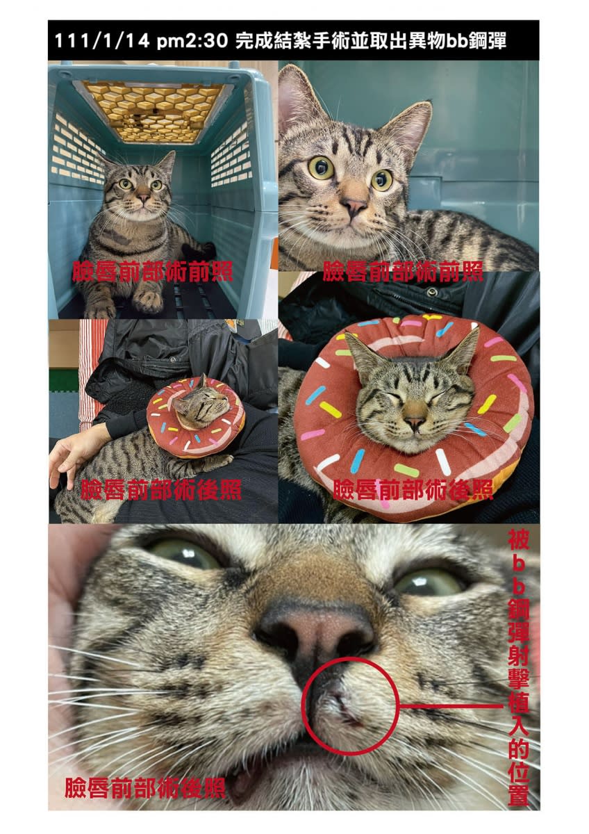貓咪動手術照片。（圖／Facebook動保法律互助）
