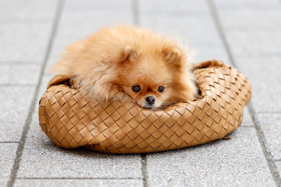 dusseldorf, germany march 20 a caramel colored bag by bottega veneta and pomeranian dog zsazsa simmons of hair stylist svenja simmons during a street style shooting on march 20, 2021 in dusseldorf, germany photo by streetstyleshootersgetty images