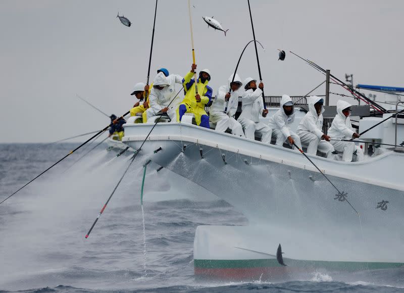 The Wider Image: Fatty 'katsuo' fish may foreshadow climate change, threat to Japan's sushi