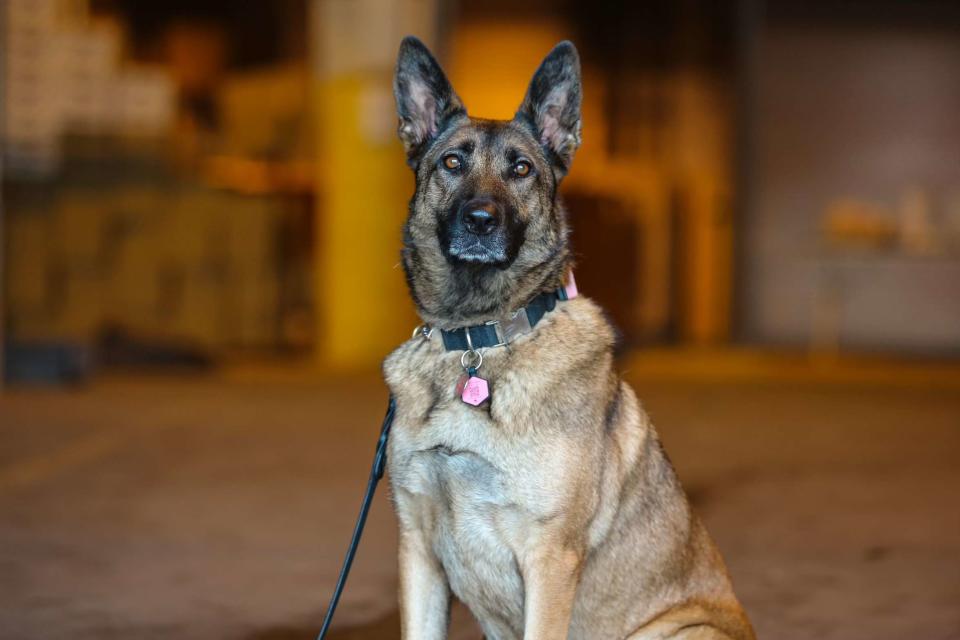 <p>Courtesy of TSA </p> TSA K9 Gina 