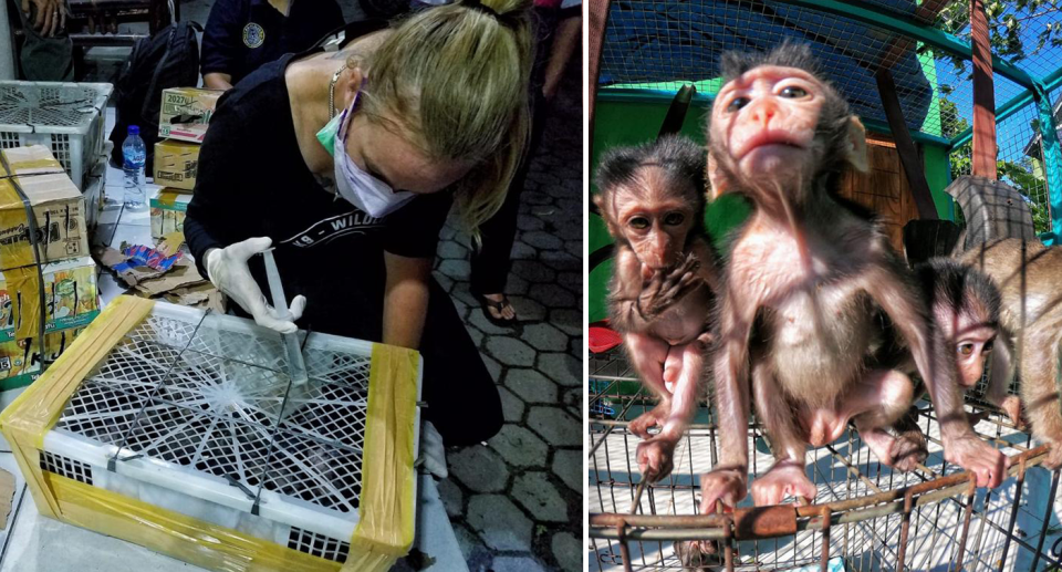 Femke den Haas gives water to monkeys after rescuing them from smugglers. Source: JAAN