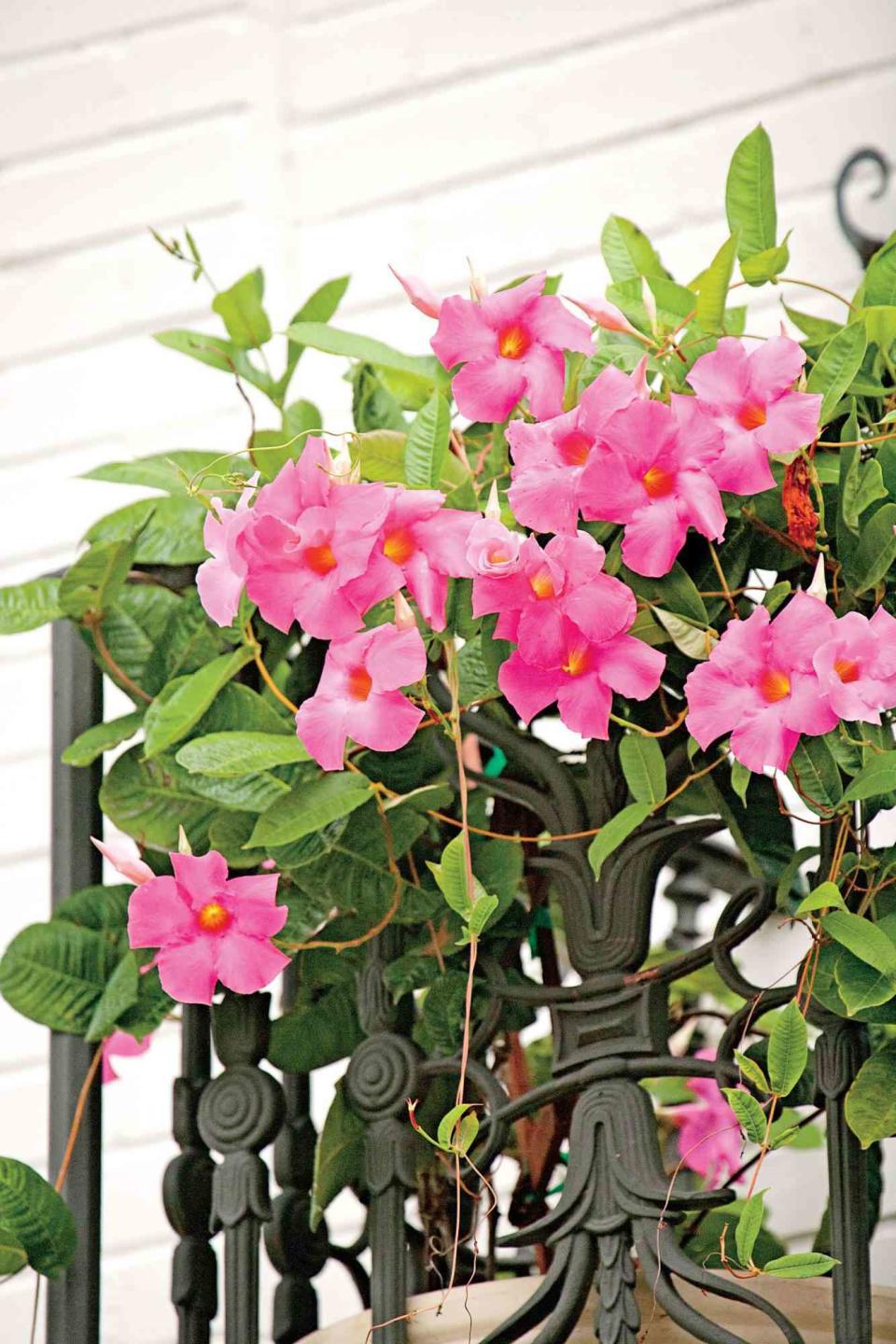 Mandevilla