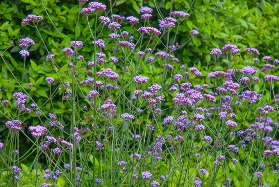 verbena bonariensis flowers