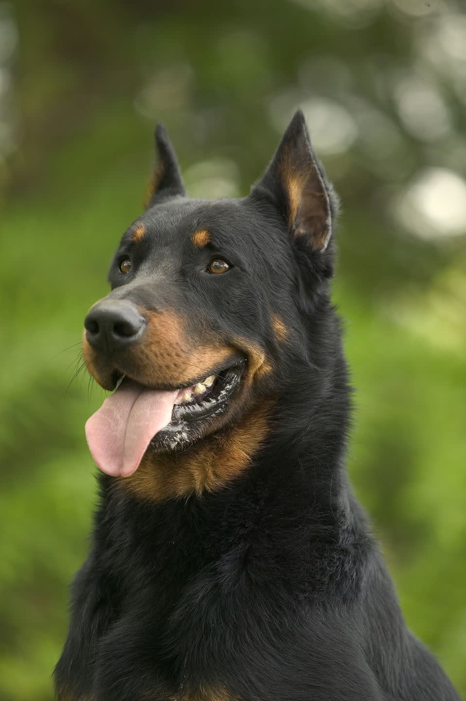 Beauceron