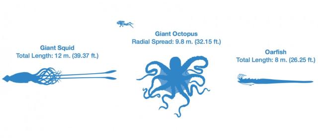 giant squid size chart