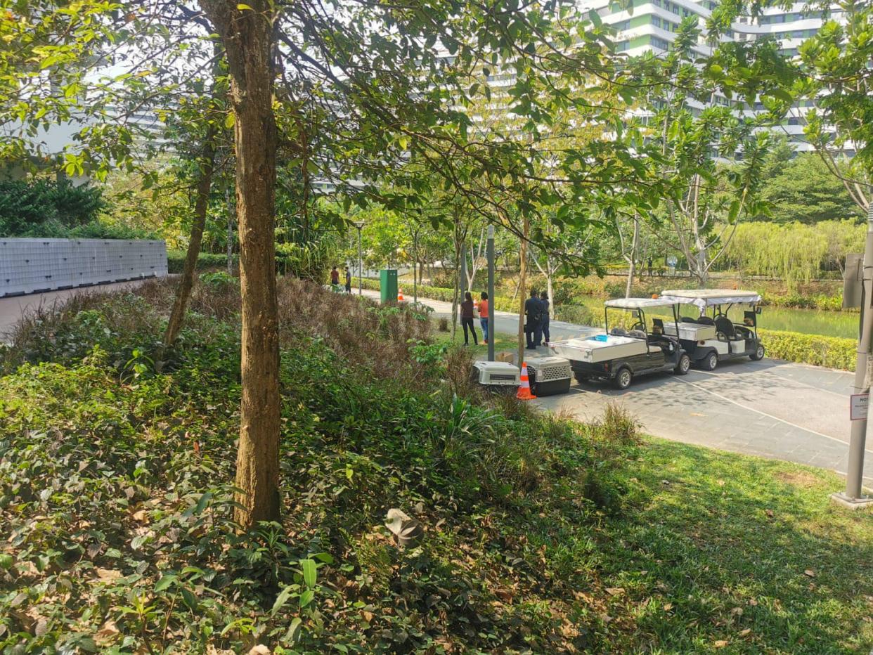 A wild boar was caught and put down in Punggol on Friday, 26 February 2021. (PHOTO: Sun Xueling)