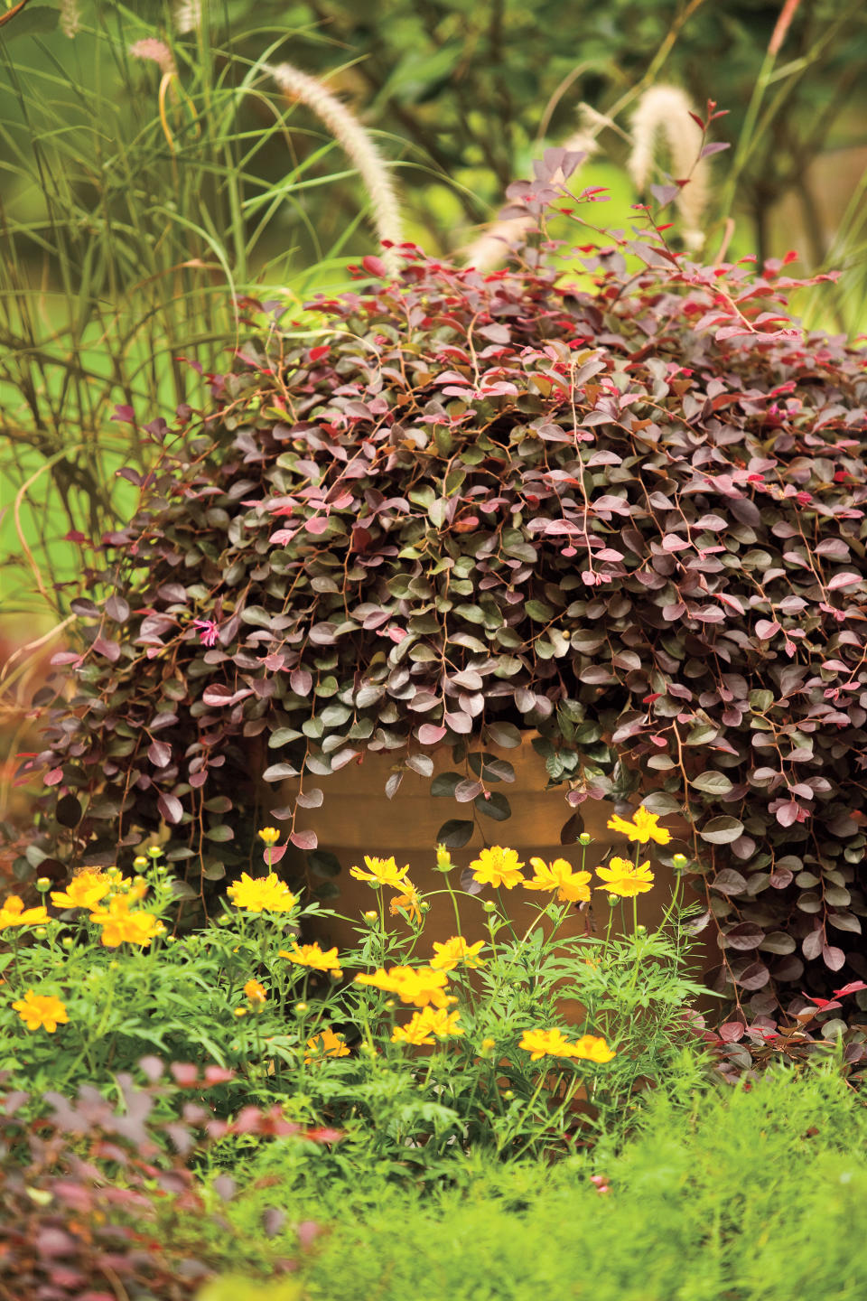 'Purple Pixie' Loropetalum