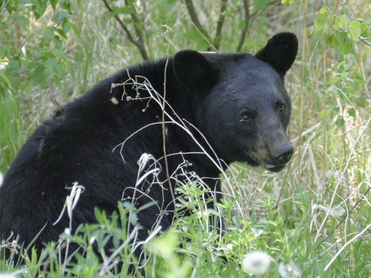 A black bear cooling off in the shade near Powerview, Man. Bears are emerging from hibernation in the N.W.T. (Tyson Koschik/CBC - image credit)