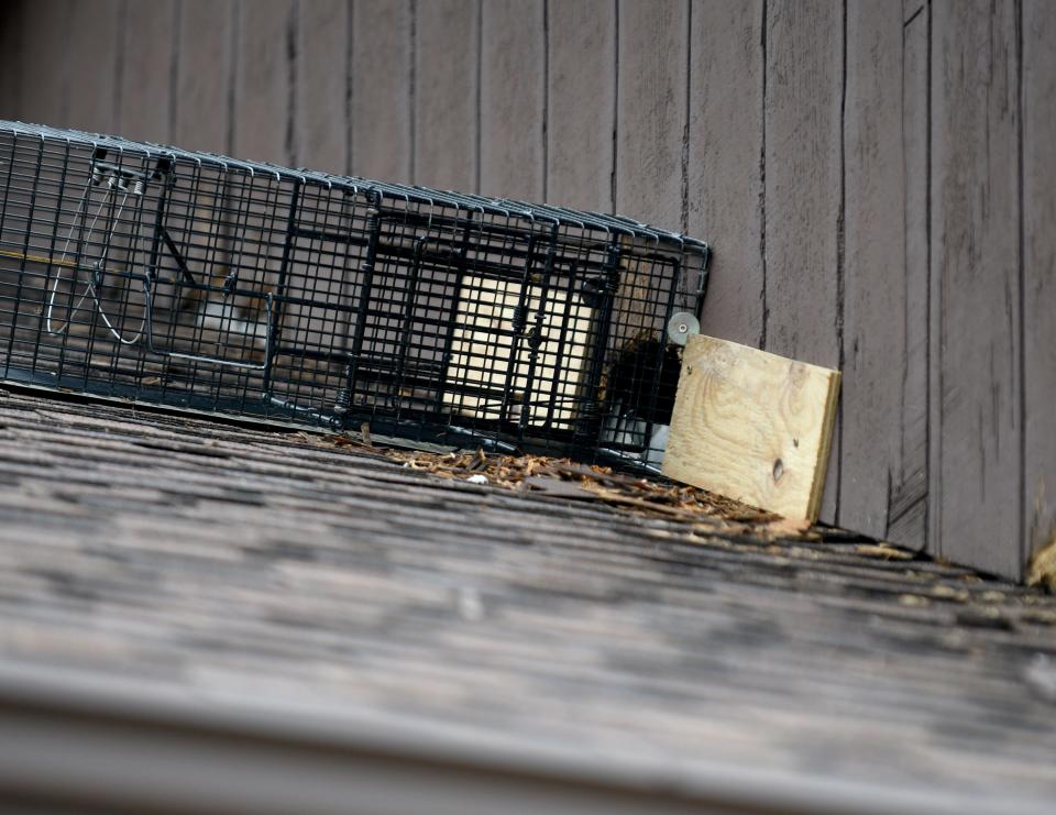 Desiree Givens and her family have been dealing with raccoons damaging their North Canton house.