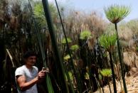 A villager cuts papyrus plants in al-Qaramous village