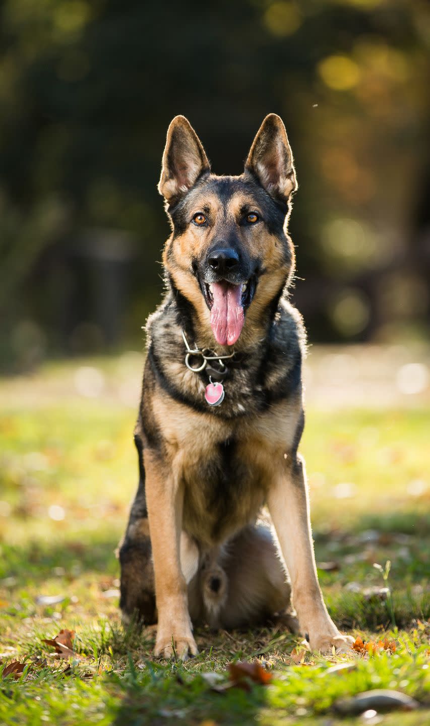 German Shepard