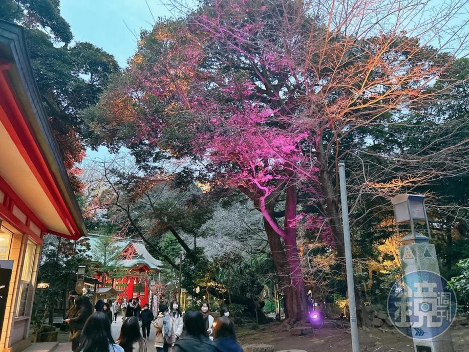燈光展期間，晚間的江島神社會亮起彩色的燈光，如寶石一般。