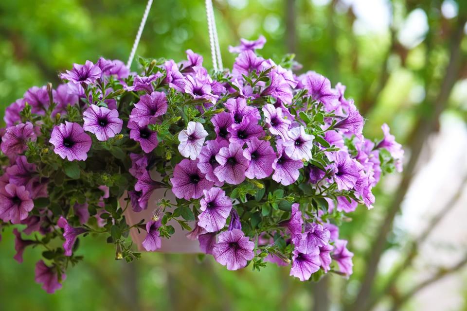petunias in outdoor hanging basket spilling over with purple funnel shaped flowers
