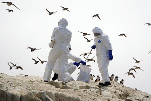 Health officials collect possible samples of bird flu (File picture)  (PA Archive)
