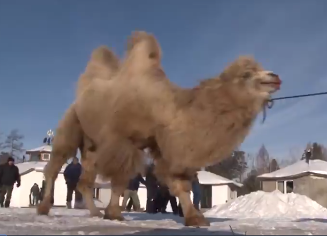 Siberian shamans slaughter five camels in bizarre sacrificial ritual to ‘strengthen the Russian state’