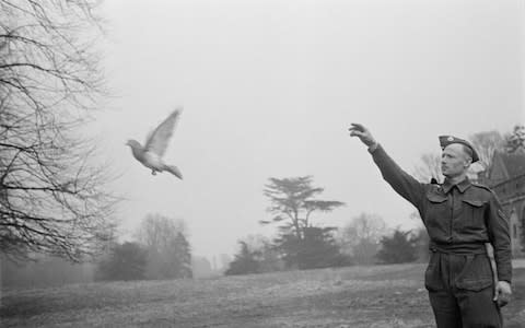 A soldier releases a carrier pigeon in 1942 - Credit: Bert Hardy/Picture Post