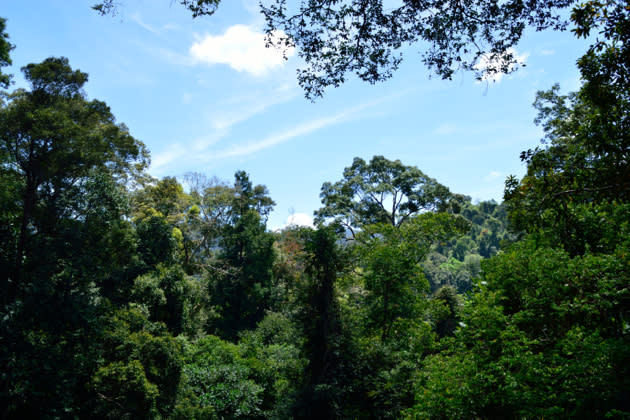 What you should know about Taman Negara