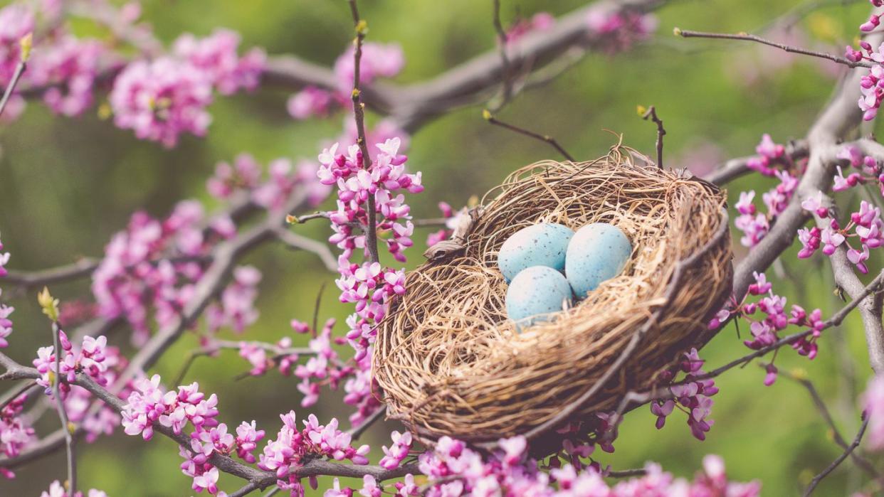 birds nest and redbud tree are signs of spring a matte effect has been added