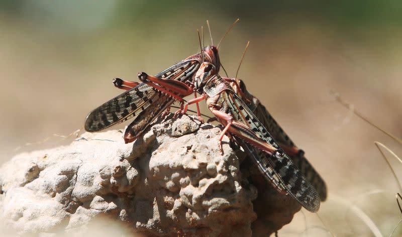 Desert locusts are seen in a grazing land on the outskirt of Dusamareb in Galmudug region