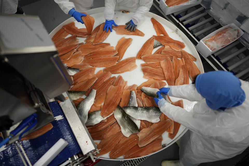 Employees inspect, sort, and pack salmon filets inside the Atlantic Sapphire Bluehouse salmon processing division, in Homestead, Fla., Thursday, June 29, 2023. (AP Photo/Rebecca Blackwell)