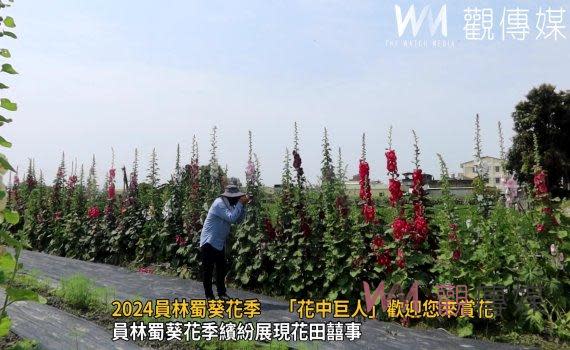 （觀傳媒彰化新聞）【記者陳雅芳／彰化報導】蜀葵花開了！彰化縣員林市公所為振興觀光產業，再度以「花田囍事」為題，從3月30日起、為期一個月盛大舉辦「2024員林蜀葵花季」，在近公頃花田栽種上萬株蜀葵花，每逢週休假期還安排精采的親子表演活動，歡迎全國鄉親攜家帶眷前來暢遊花海、嚐美食、看表演。