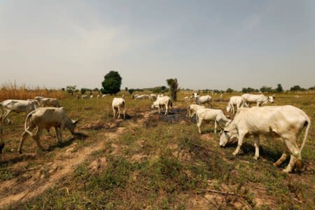 FILE PHOTO: Cattle graze in a field in Paiko, Niger State, Nigeria  November 27, 2018.  REUTERS/Afolabi Sotunde