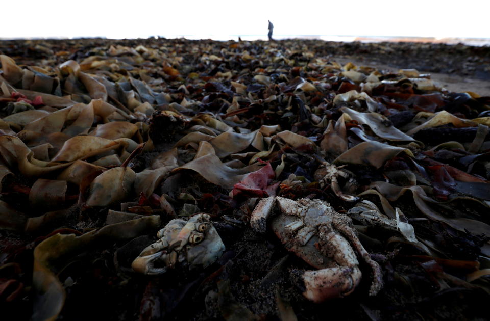 Miles de peces muertos en una playa inglesa antes de la COP26