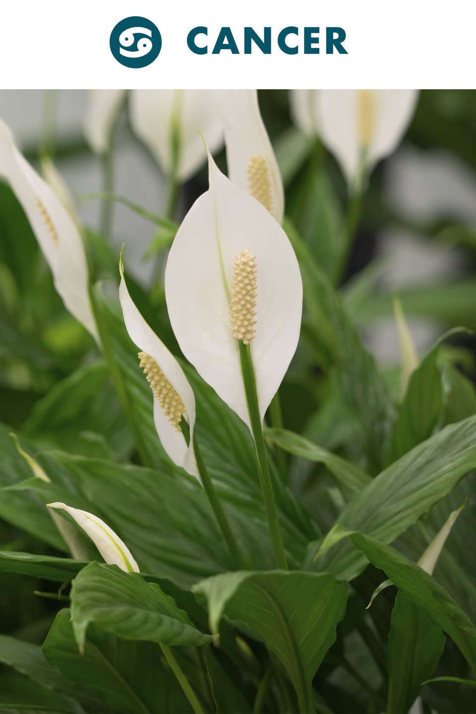 Cancer : Peace Lily