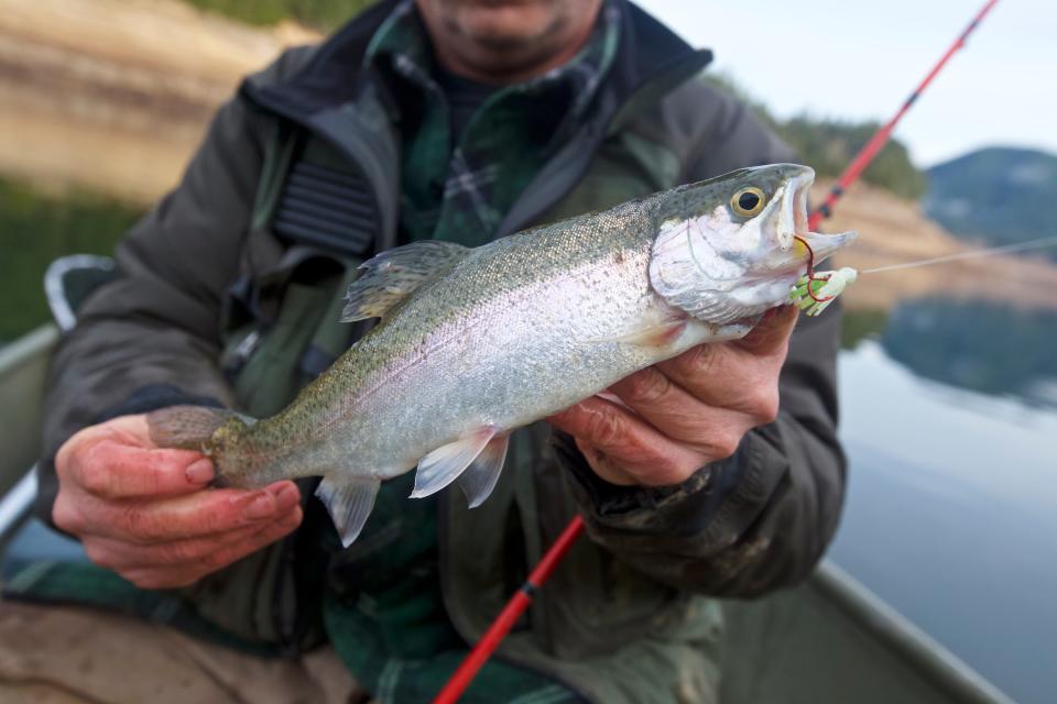 Henry Hughes shows one of the larger rainbow trout anglers can catch in Detroit Lake this winter in reservoir's historically low water levels.