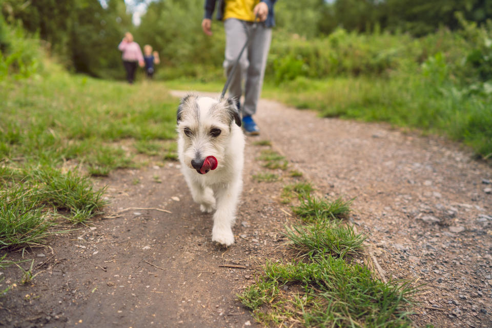 Cute dog