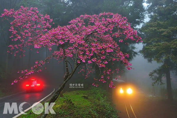 阿里山森林鐵路沼平線 (圖片提供／漫步在雲端的阿里山)