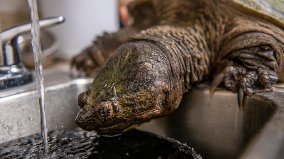 An injured snapping turtle at the Center for Wildlife in Cape Neddick, Maine, takes a drink water on Oct. 7, 2021, in the CFW medical center. The turtle isn't able to swim because of a wound on his abdomen, which was caused by getting hit by a vehicle.