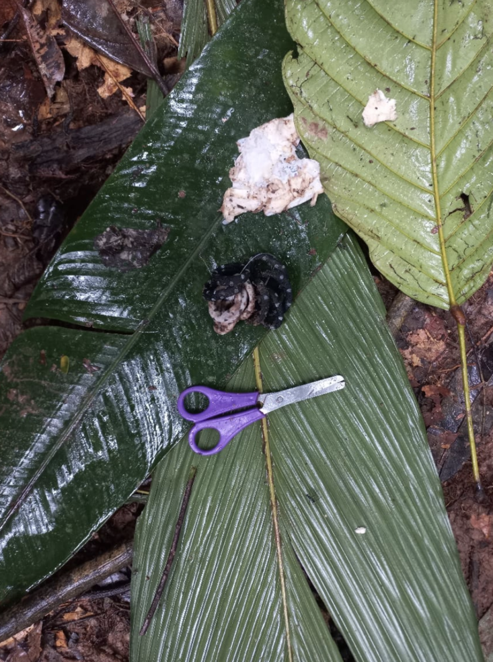 Los exploradores encontraron evidencia de que los niños seguían vivos (Aeronáutica Civil de Colombia)