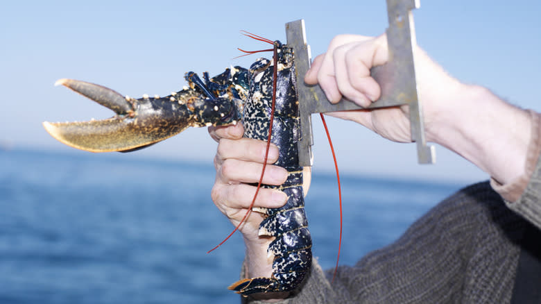 measuring a lobster