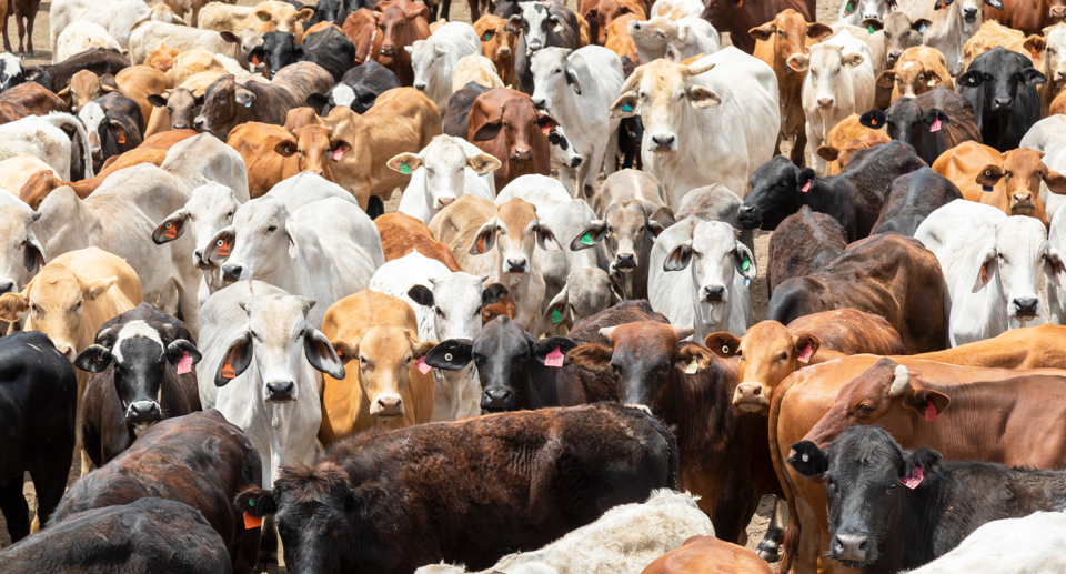 Dozens of Brahman cattle close together in Australia.