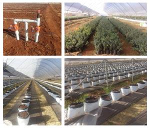 Blueberries Smart Irrigation