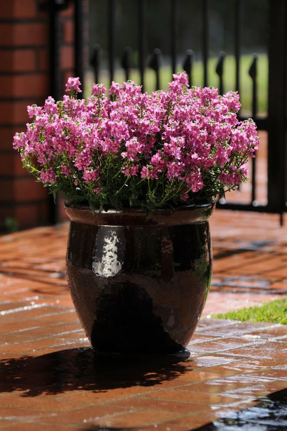 abundant purplish pink flowers blooming on a nemesia plant in a glazed pot on a brick patio with wrought iron gate