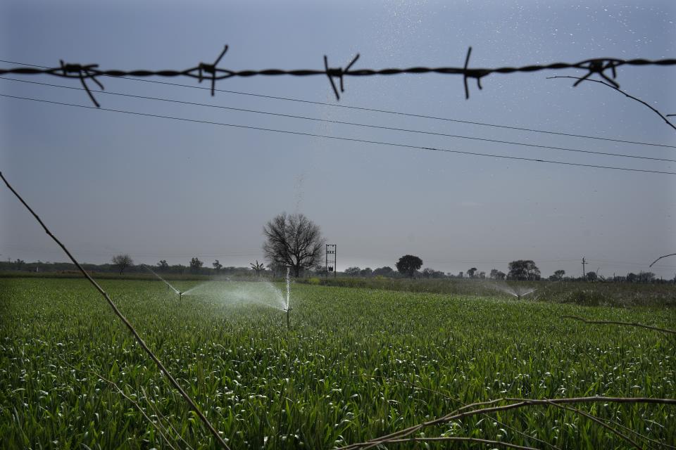 Fields are being irrigated with water from a well drilled into the ground on the outskirts of Bawal, in the Indian state of Haryana, Thursday, March 7, 2024. (AP Photo/Manish Swarup)