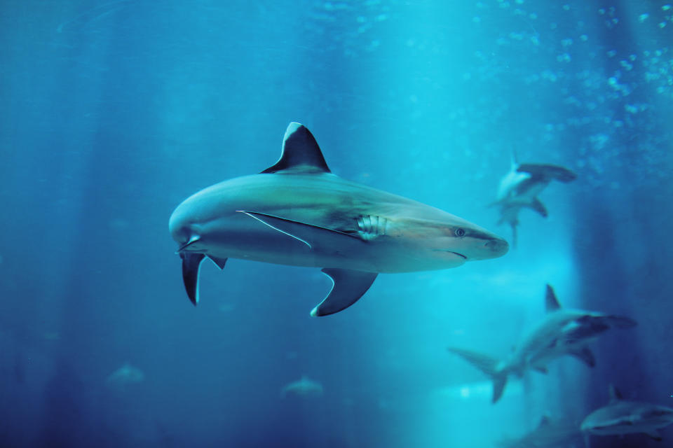 Tiburones nadan tranquilamente en un acuario. Foto: Ng Hua Choon – EyeEm/Getty Images