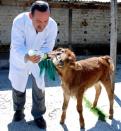 A vet feeds five month two-headed calf "Milagritos" (Little Miracle) in Cajamarca, Peru, on August 19, 2009. AFP PHOTO/ANDINA -Eduardo Lozano