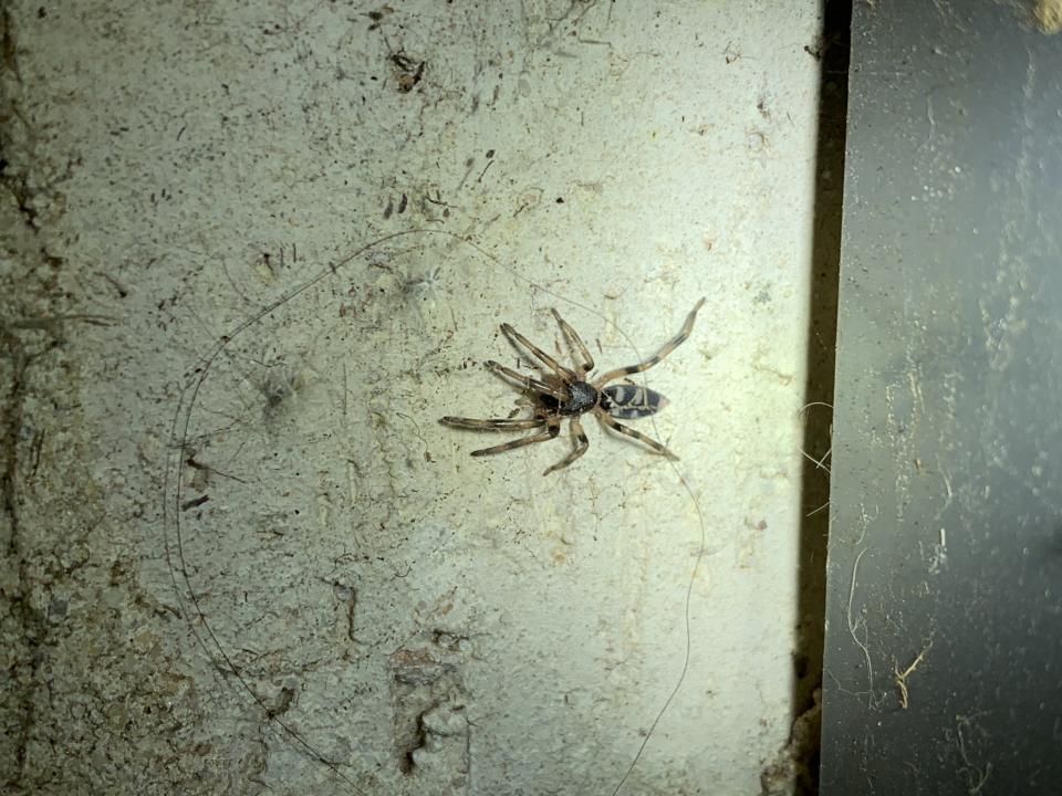 A juvenile whitetail spider identified by Mr Shoard. Source: Supplied