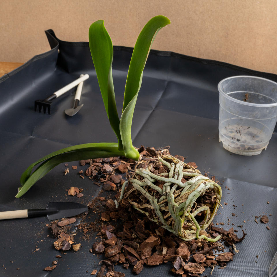  Repotting houseplant on planting mat. 