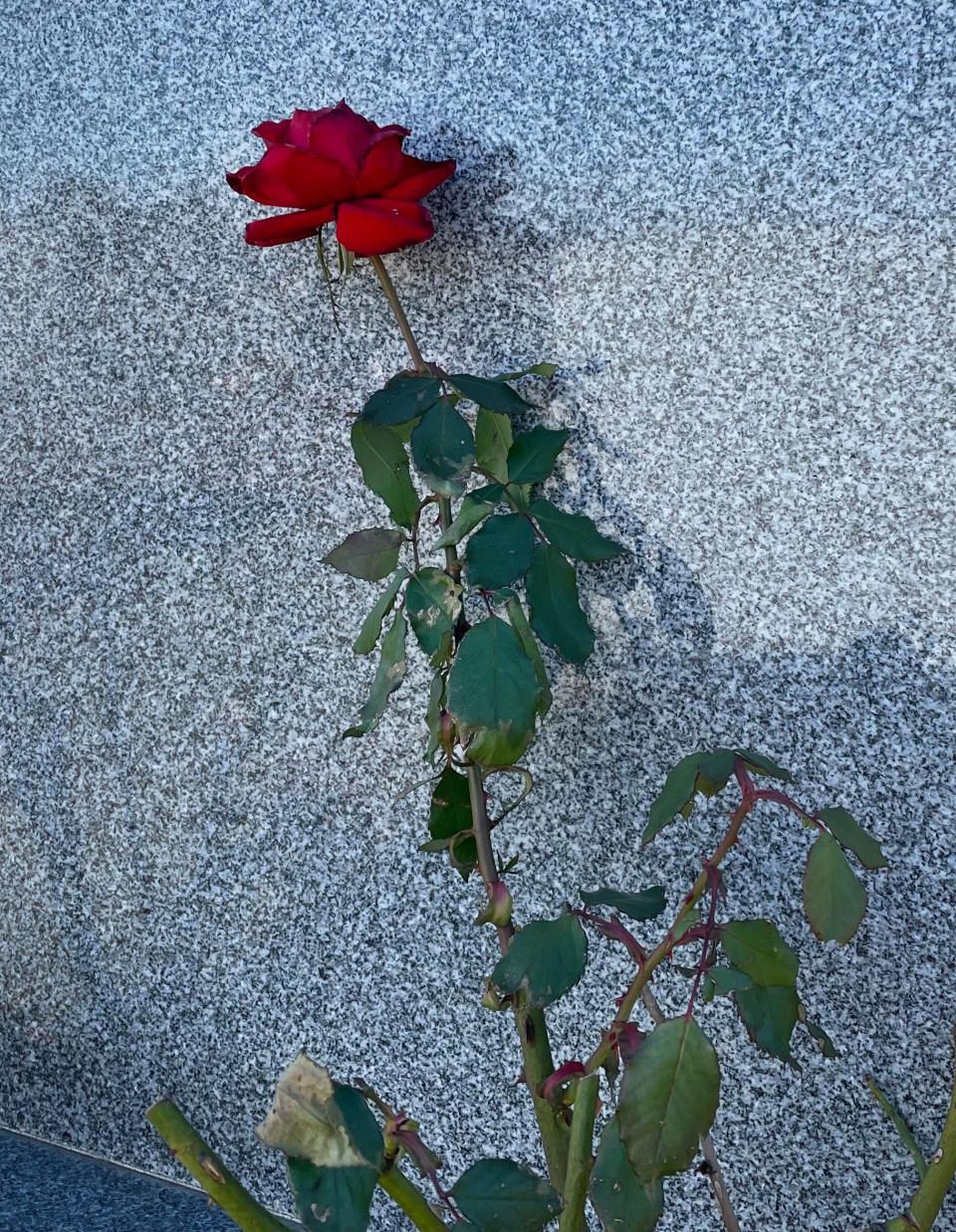 A single rose blooms at the headstone of Rose Marie Moniz.