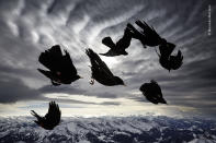 These gregarious mountain birds nest in rocky ravines and on cliff faces, staying with their partners throughout the year.