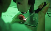 FILE - In this Sunday, Aug. 25, 2019 file photo, a researcher works at the Avantea laboratory inseminating eggs from the last two remaining female northern white rhinos with frozen sperm from two rhino bulls of the same species, in Cremona, Italy. Groundbreaking work to keep alive the nearly extinct northern white rhino - population, two - by in-vitro fertilization has been hampered by travel restrictions caused by the new coronavirus. (AP Photo/Antonio Calanni, File )