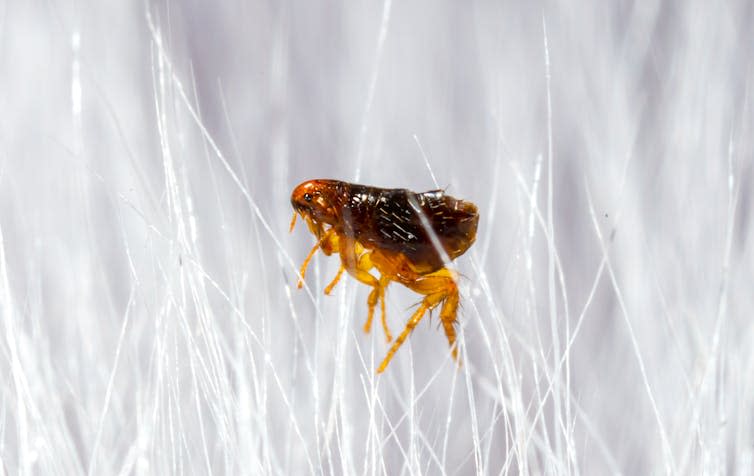 Close up shot of white hairs, brown tick insect in centre of shot